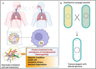 Intercellular communication and social behaviors in mycobacteria